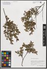 Foto von Salix myrtilloides L.